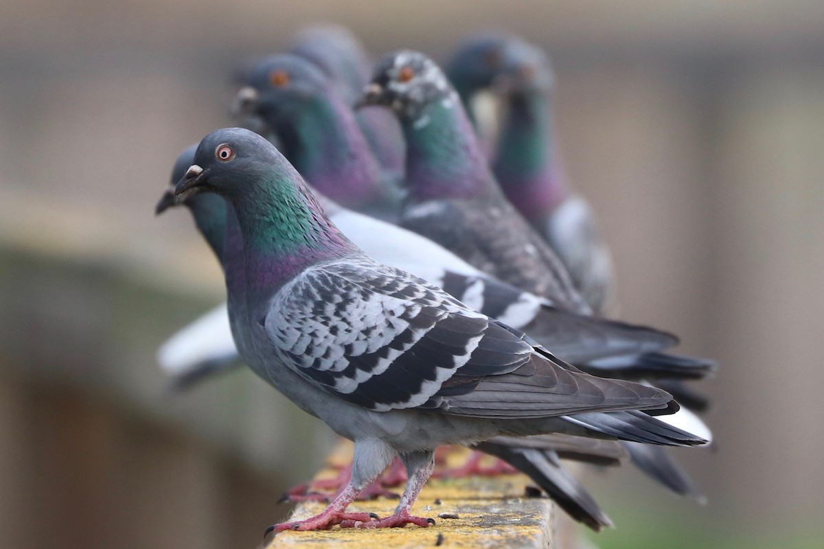 Rock Pigeon (Feral Pigeon) - vijay t