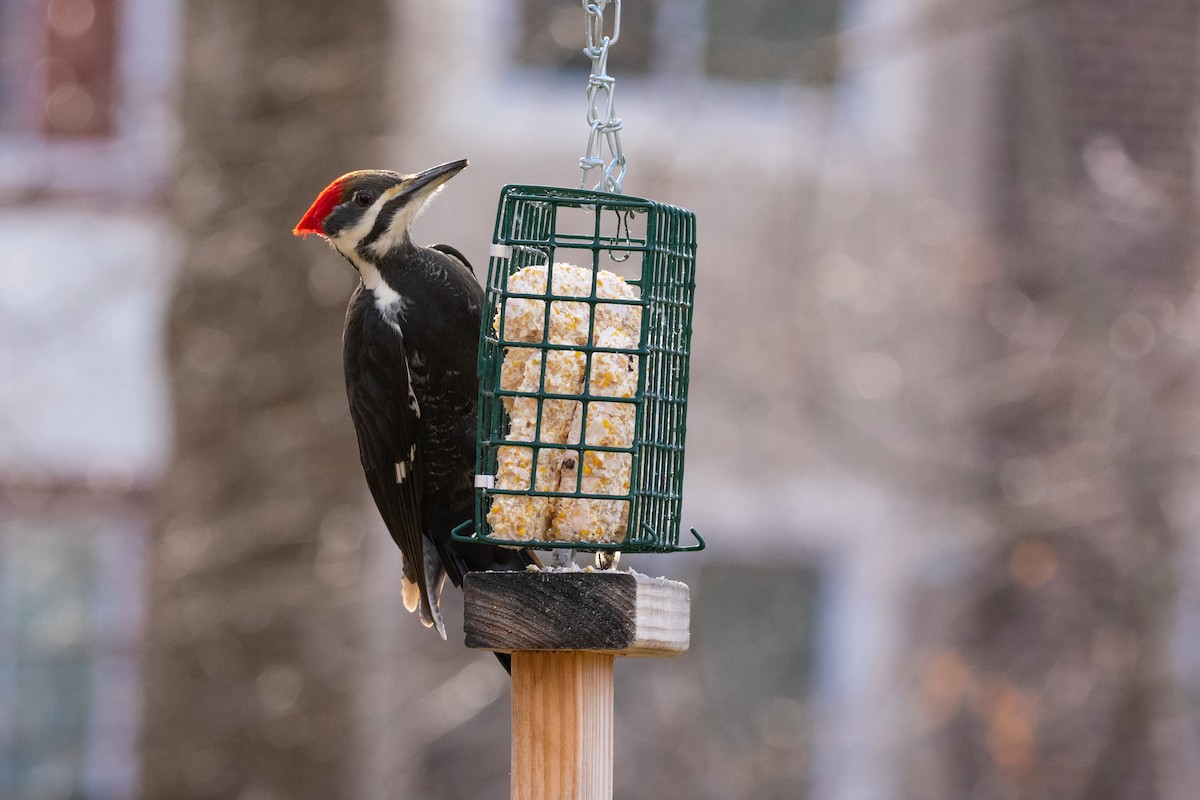 Pileated Woodpecker - Mary Fredenburgh