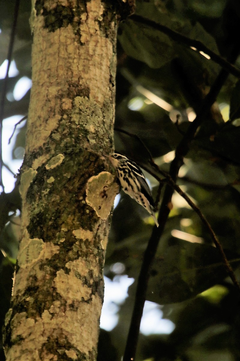 Black-and-white Warbler - ML137523381