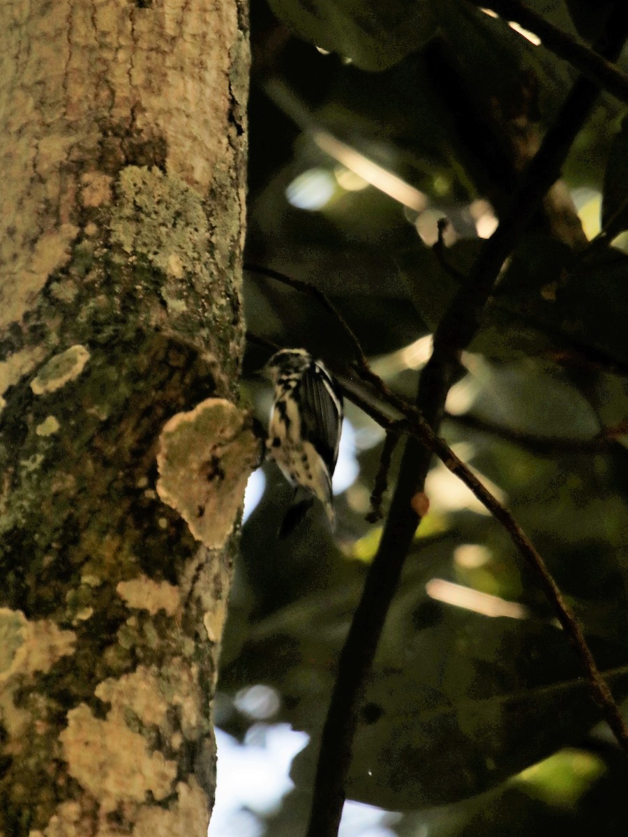 Black-and-white Warbler - ML137523761