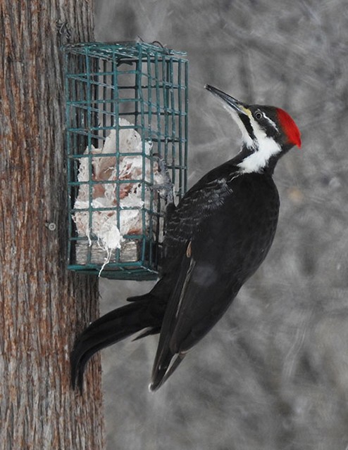 Pileated Woodpecker - ML137523821