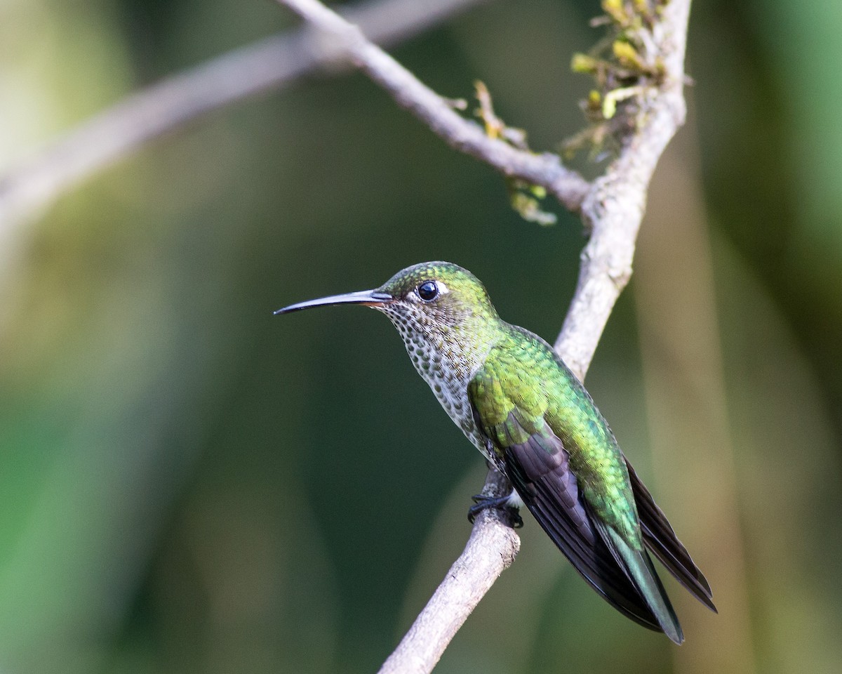 Many-spotted Hummingbird - Naseem Reza