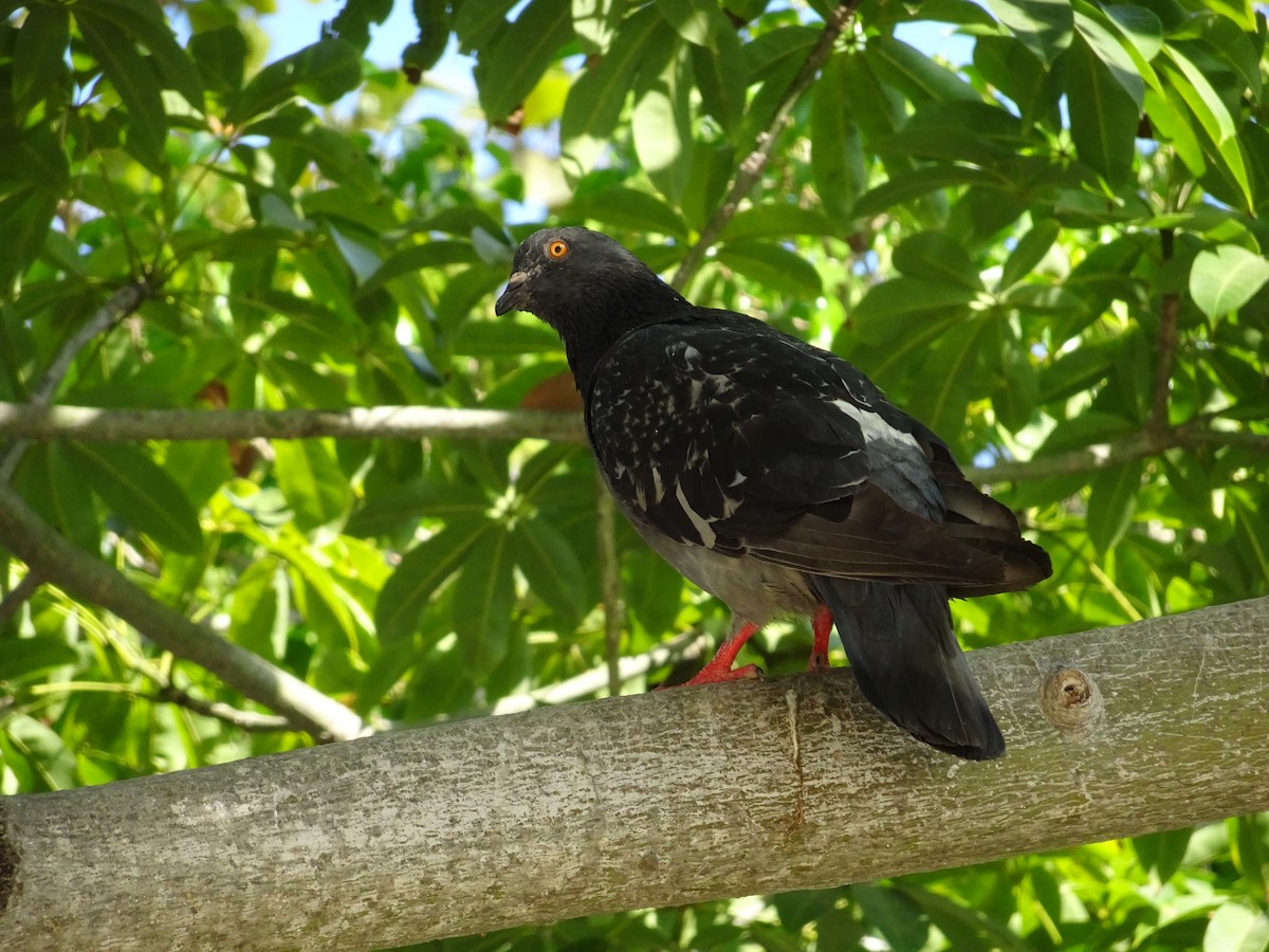 Rock Pigeon (Feral Pigeon) - Susan Iannucci