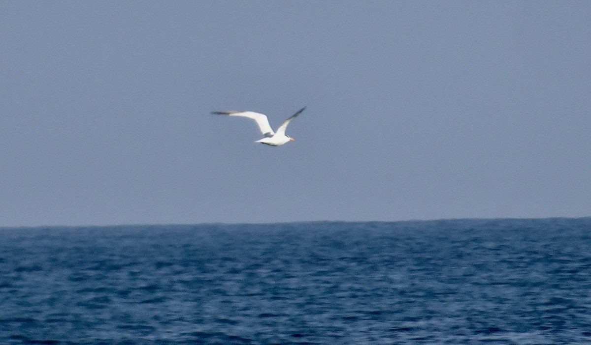 Royal Tern - Susan Iannucci