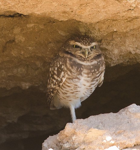 Burrowing Owl - Gordon Karre