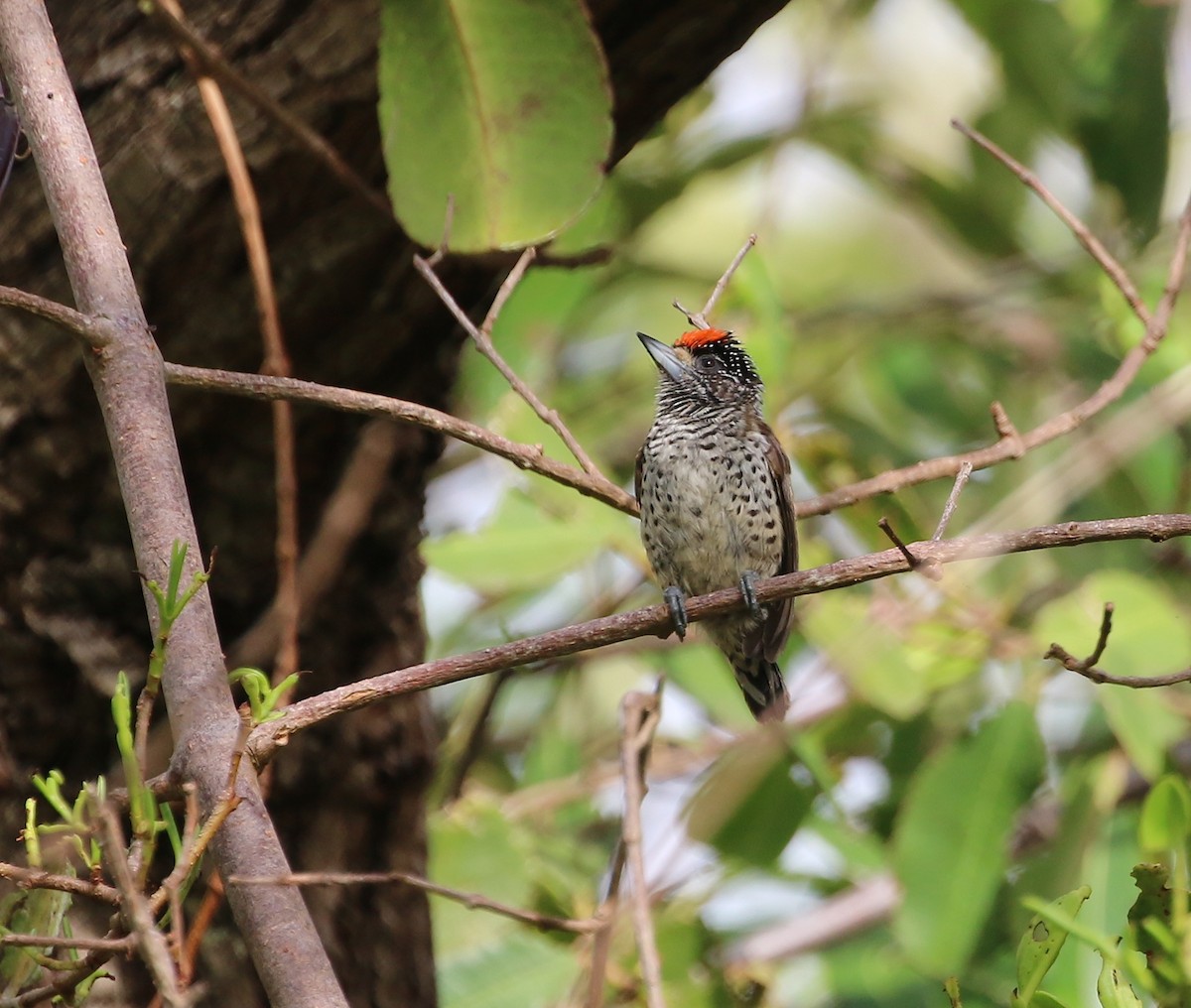 White-bellied Piculet - ML137529111