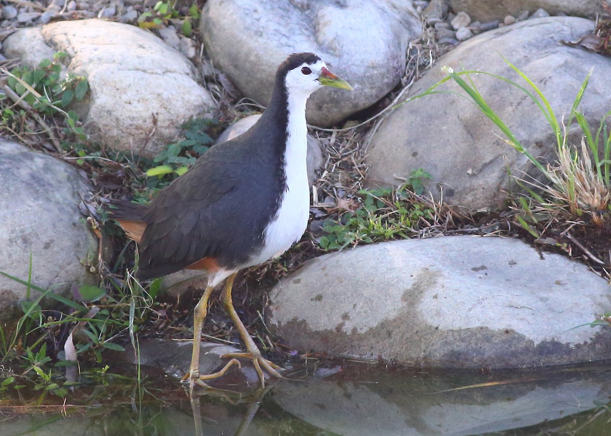 White-breasted Waterhen - Piming Kuo