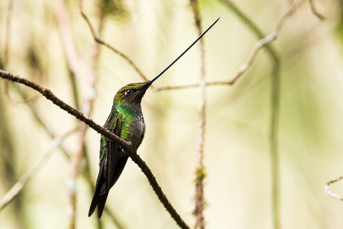 Sword-billed Hummingbird - ML137533391