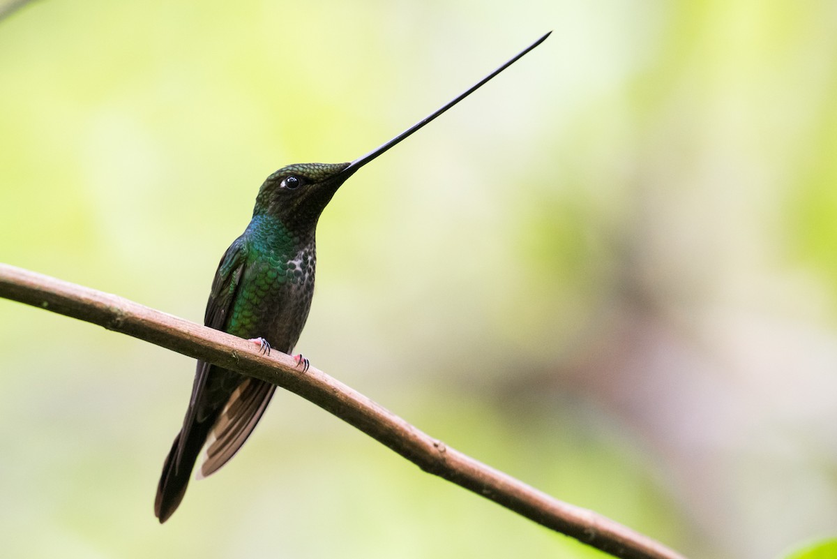 Sword-billed Hummingbird - ML137533451