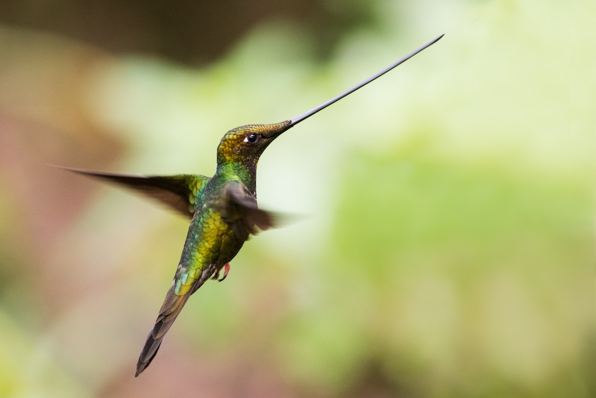 Sword-billed Hummingbird - ML137533491