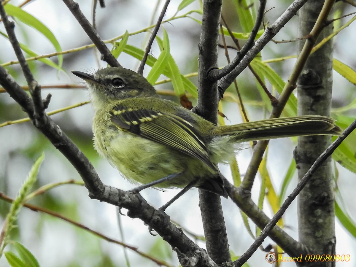 Mottle-cheeked Tyrannulet - Amed Hernández