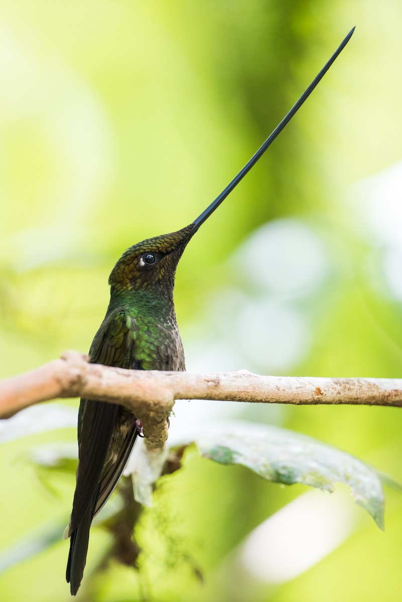 Sword-billed Hummingbird - ML137533621