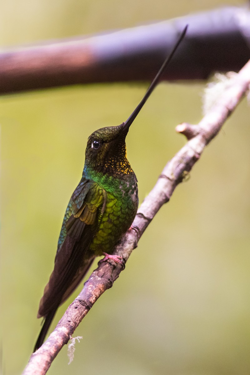 Sword-billed Hummingbird - ML137533641