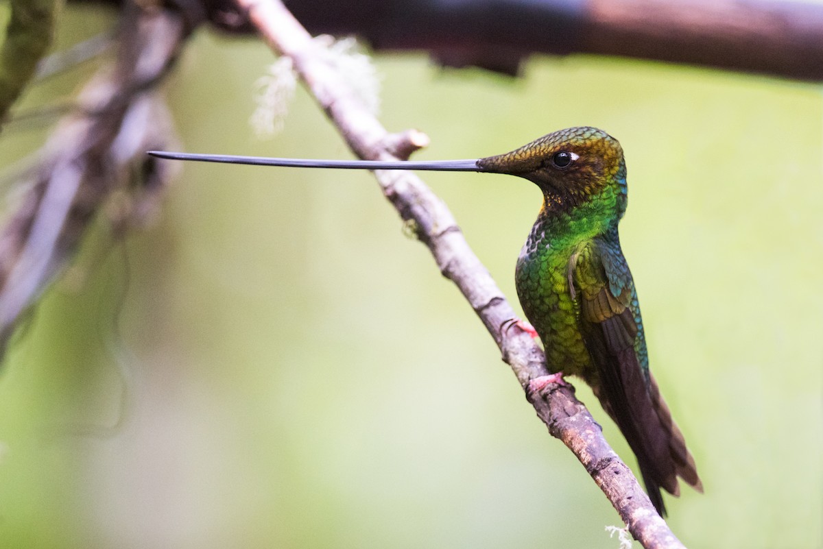 Sword-billed Hummingbird - Claudia Brasileiro