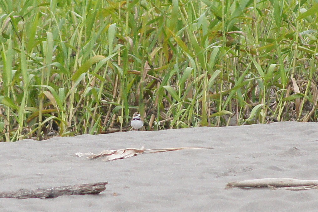 Collared Plover - ML137534251