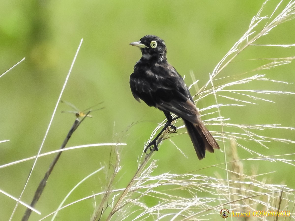 Spectacled Tyrant - ML137534281
