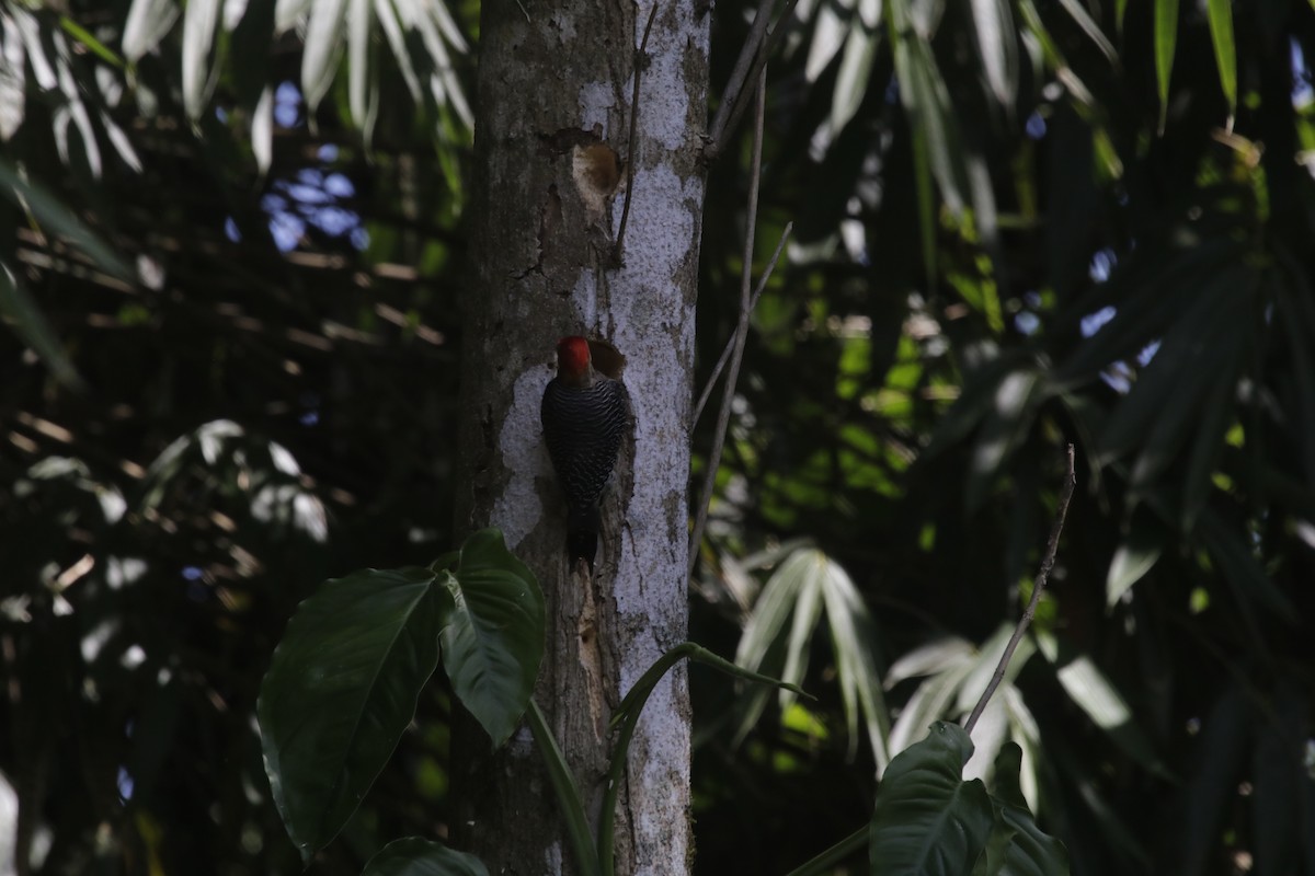 Golden-fronted Woodpecker (Velasquez's) - ML137534341