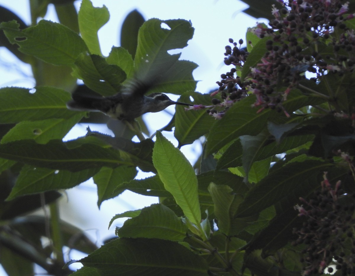 kolibřík salvadorský - ML137537521