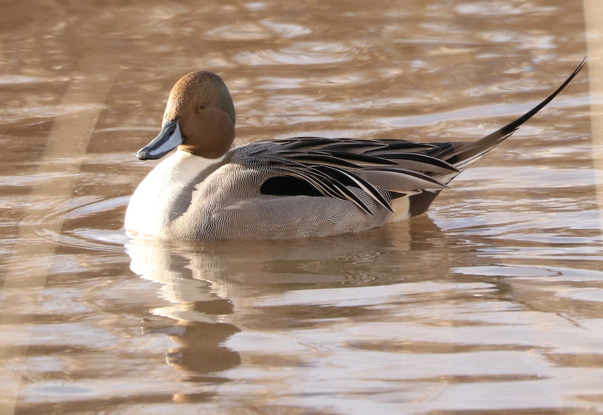 Northern Pintail - Connie Proteau