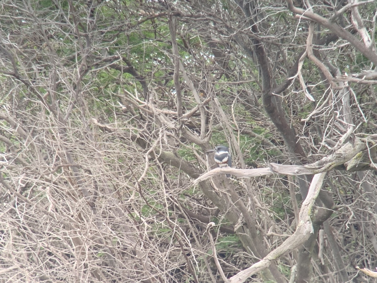 Belted Kingfisher - Alex Wang