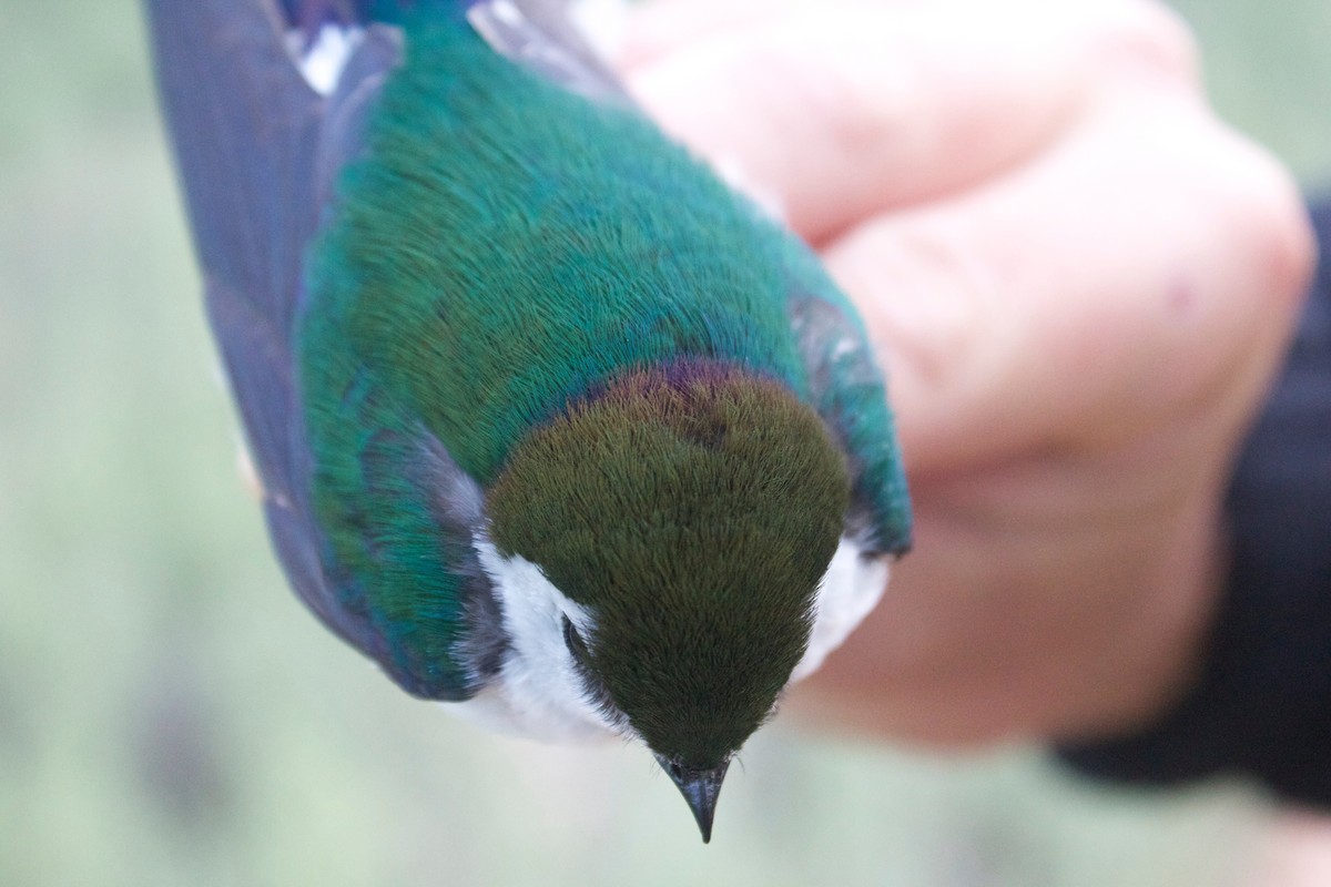 Violet-green Swallow - Casey Weissburg