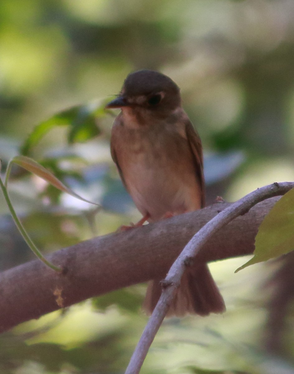 Brown-breasted Flycatcher - ML137541721
