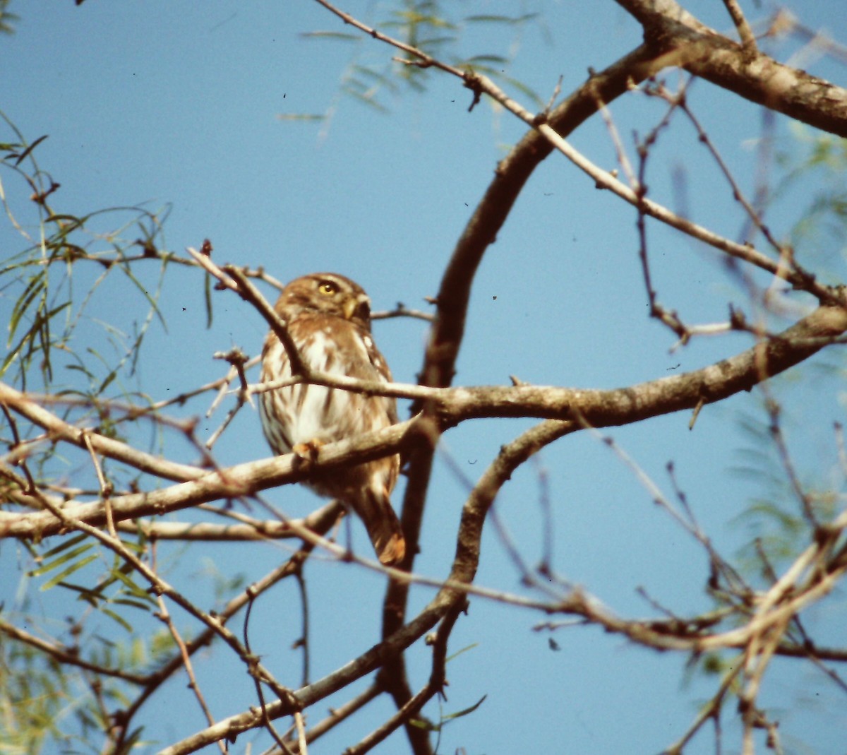 Ferruginous Pygmy-Owl - Shawneen Finnegan