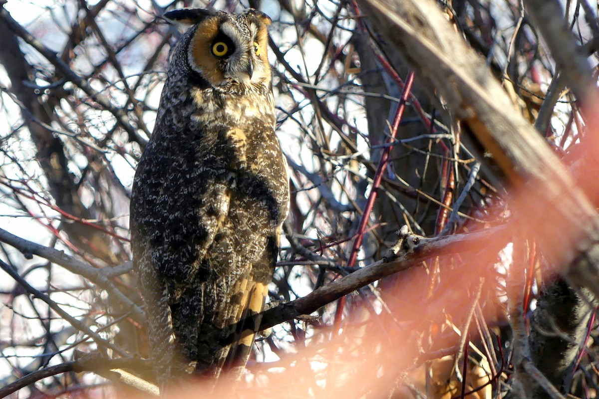 Long-eared Owl - ML137545891