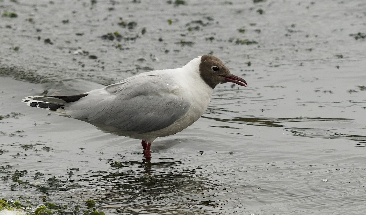 Brown-hooded Gull - Ian Routley