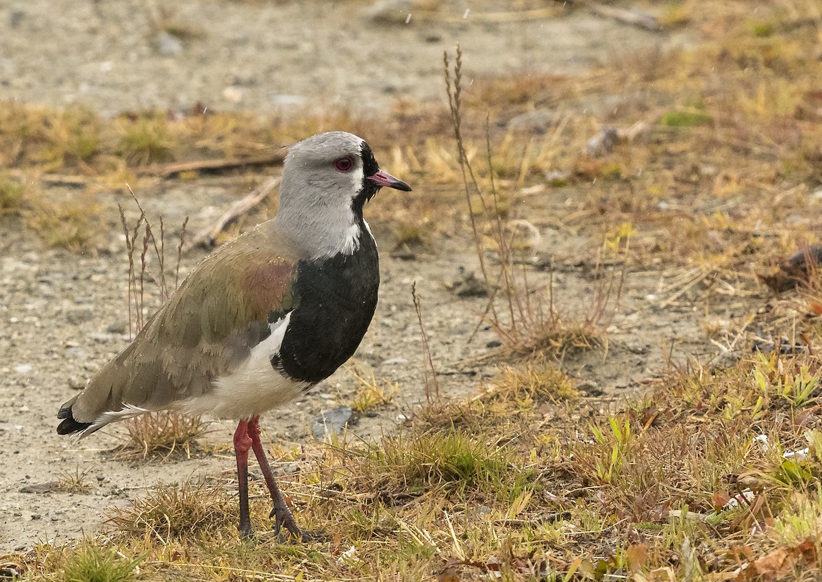 Southern Lapwing - Ian Routley