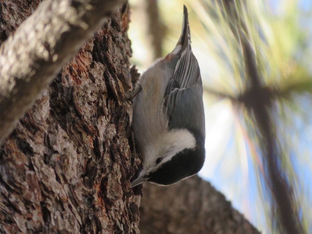 White-breasted Nuthatch (Pacific) - ML137552831