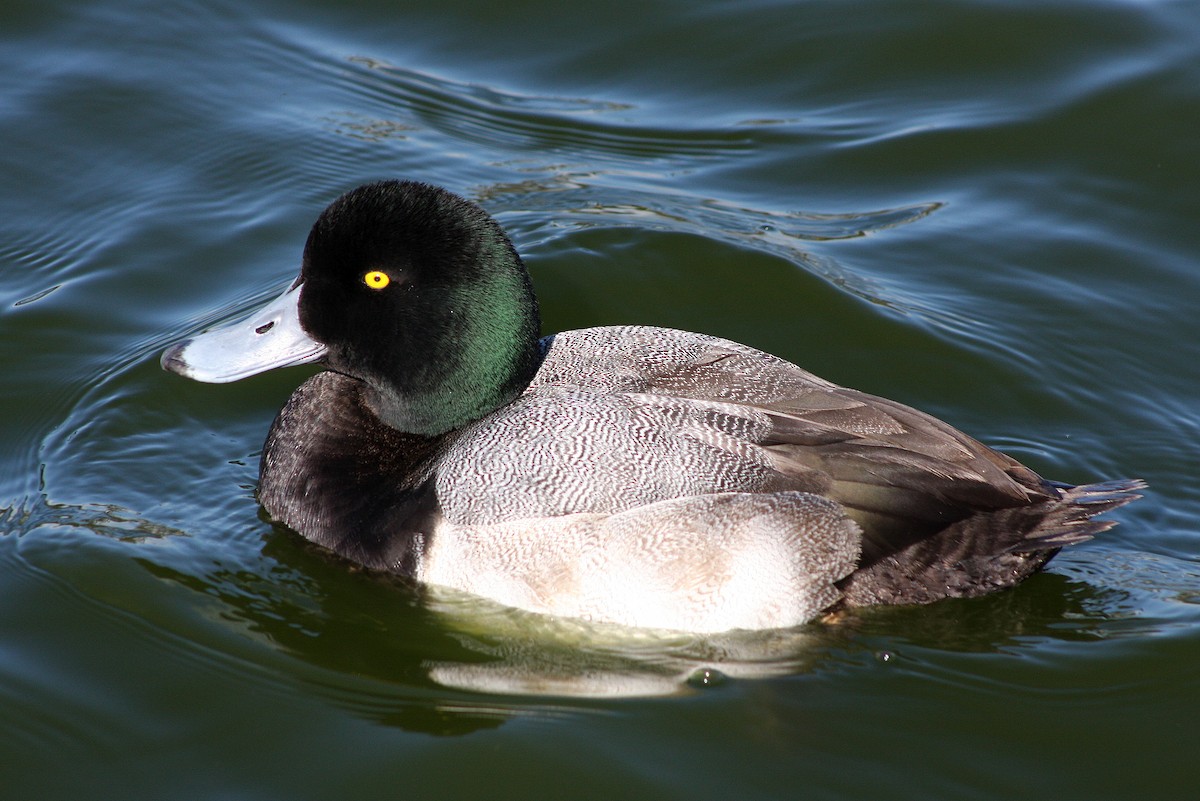 Greater Scaup - ML137553271