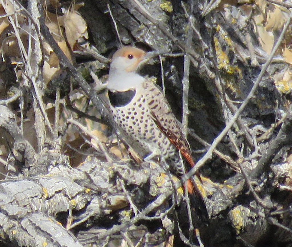 Northern Flicker (Red-shafted) - ML137554151