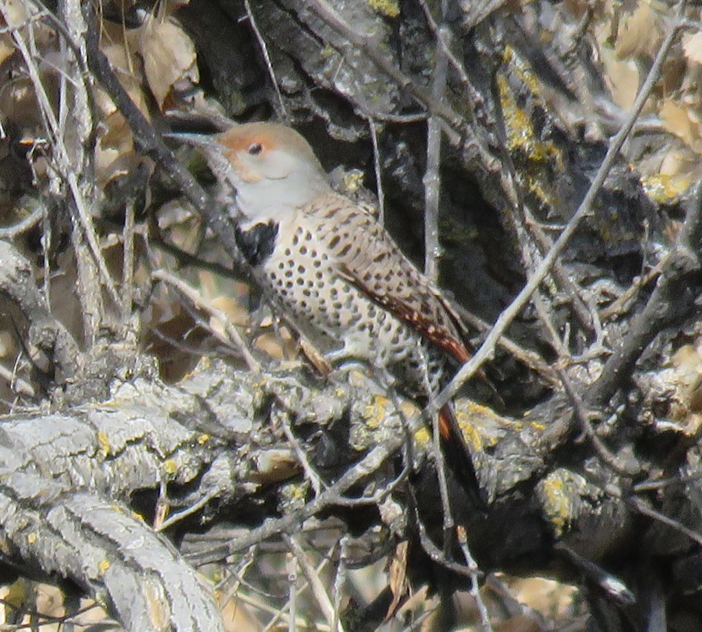 Northern Flicker (Red-shafted) - ML137554161