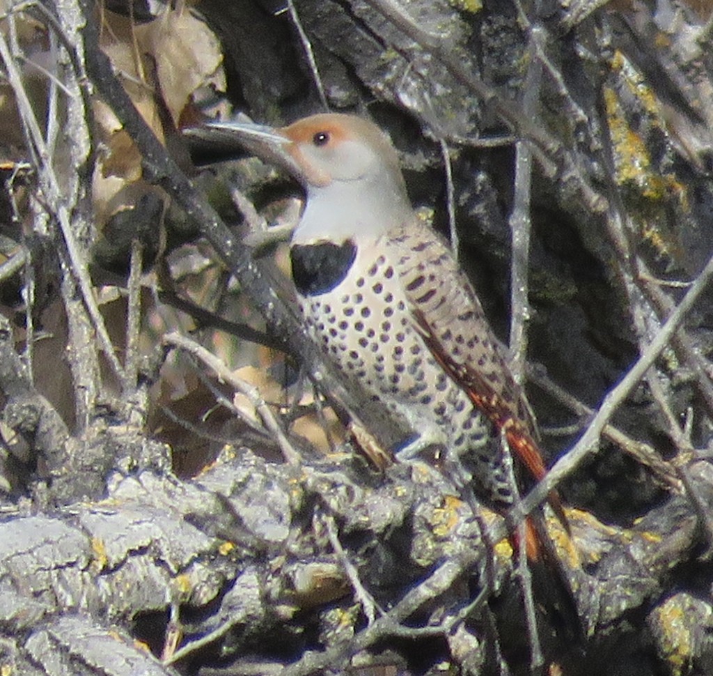Northern Flicker (Red-shafted) - ML137554181