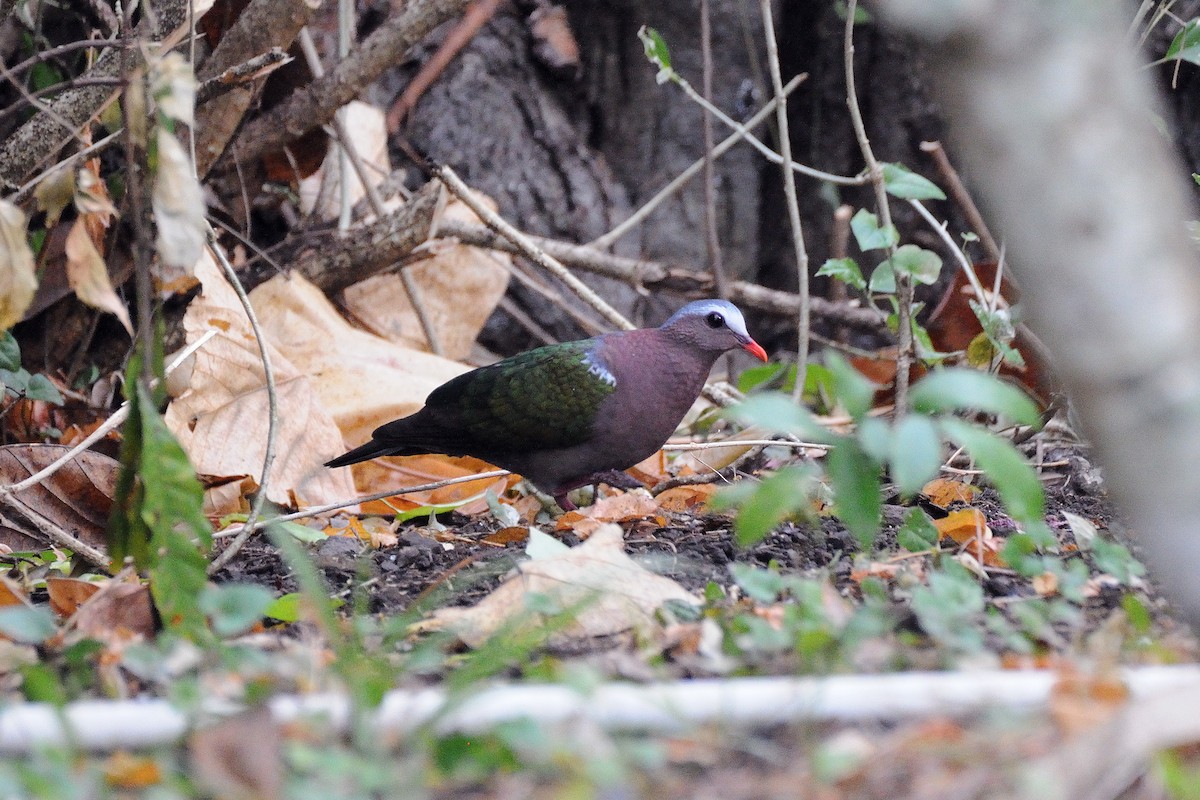 Asian Emerald Dove - terence zahner