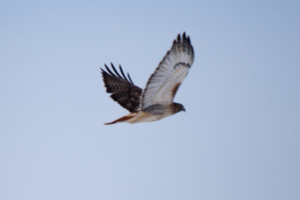 Red-tailed Hawk - ML137557891