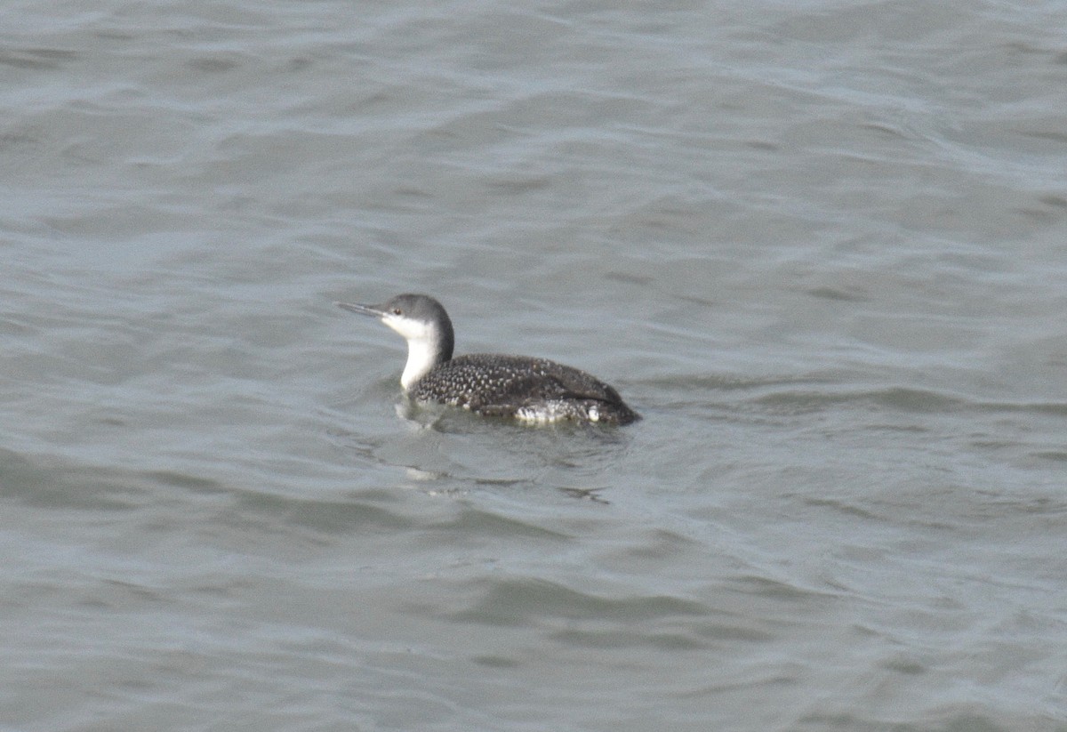 Red-throated Loon - Fred Werner