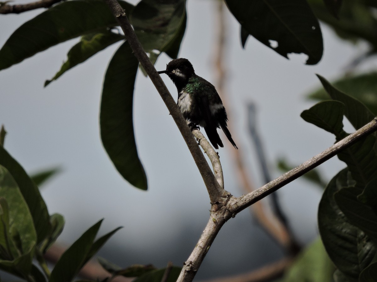 kolibřík trnoocasý - ML137564251