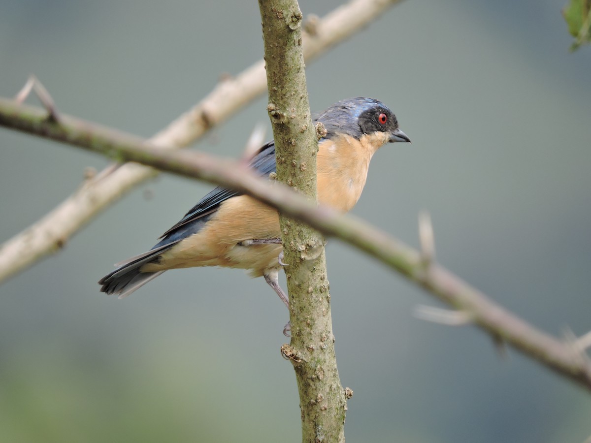 Fawn-breasted Tanager - ML137567001
