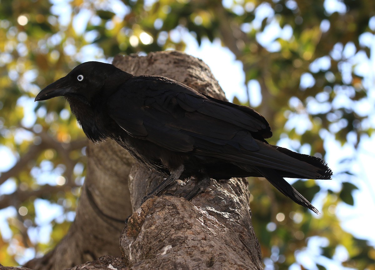 Australian Raven - Moe Bertrand