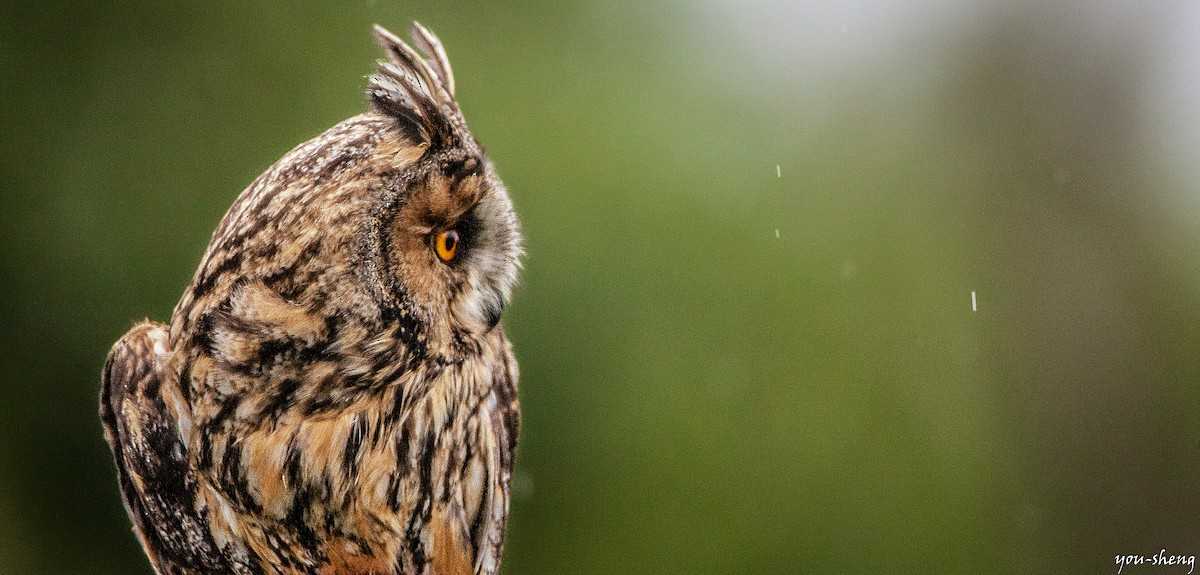 Long-eared Owl - You-Sheng Lin