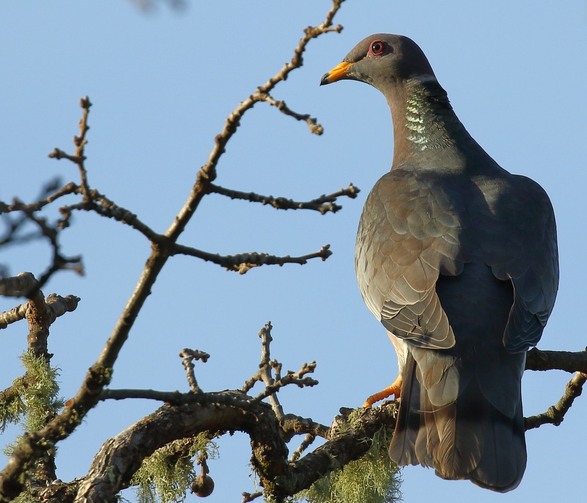 Band-tailed Pigeon - ML137568251