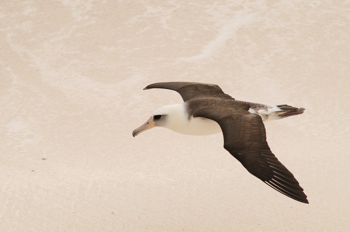 Laysan Albatross - Zeke Smith