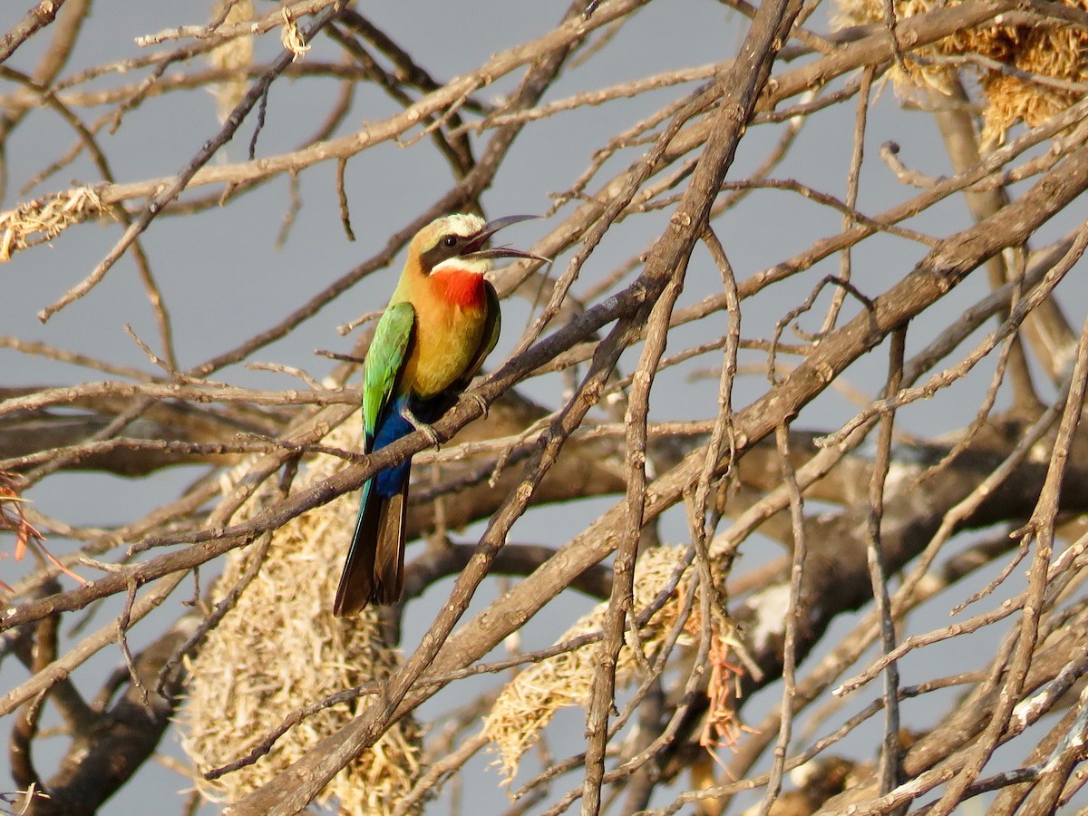White-fronted Bee-eater - ML137572871