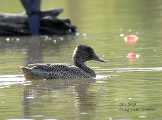 Freckled Duck, ML137574461