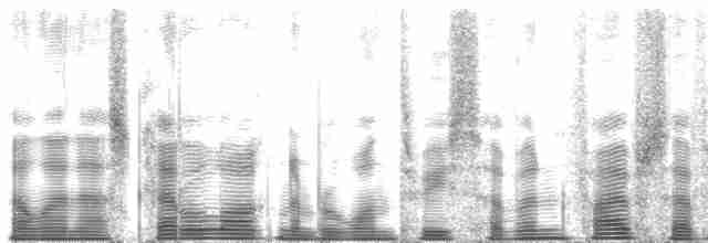 Aleutian Tern - ML137577