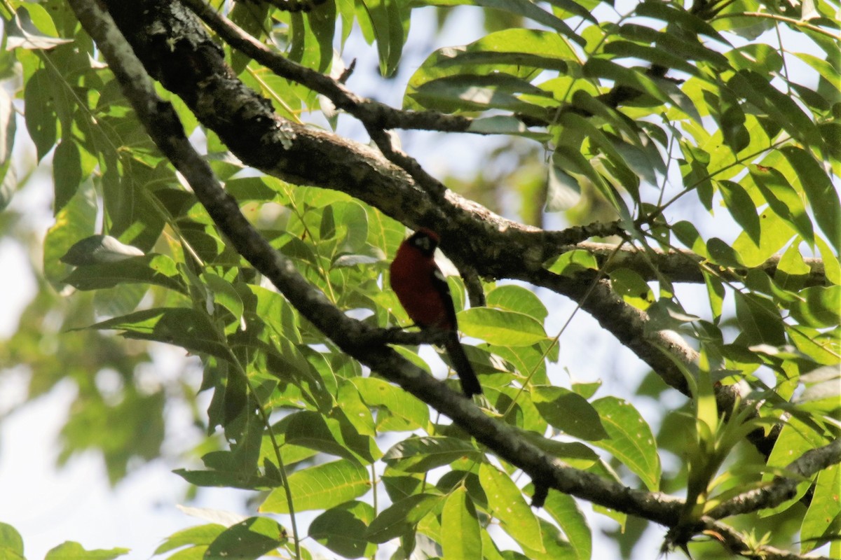 White-winged Tanager - ML137578731
