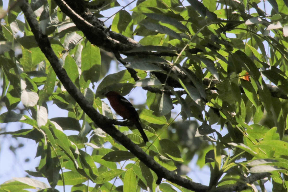 White-winged Tanager - ML137578741