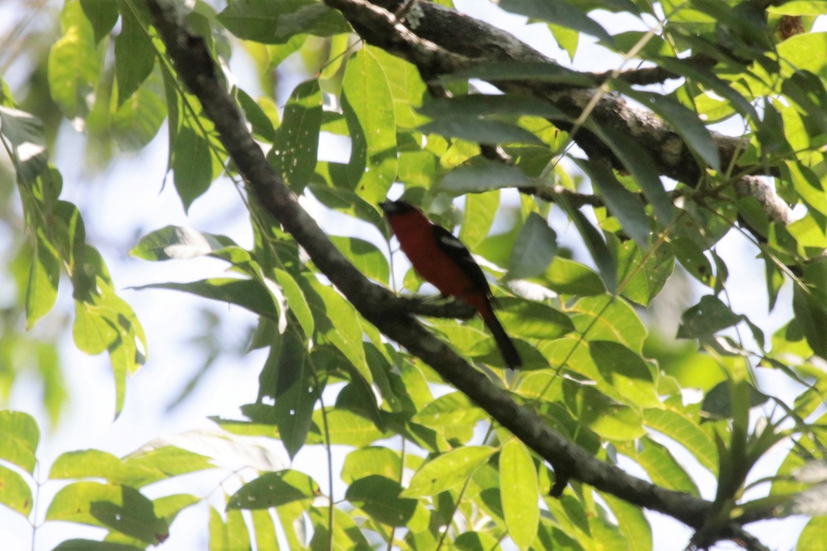 White-winged Tanager - ML137578761